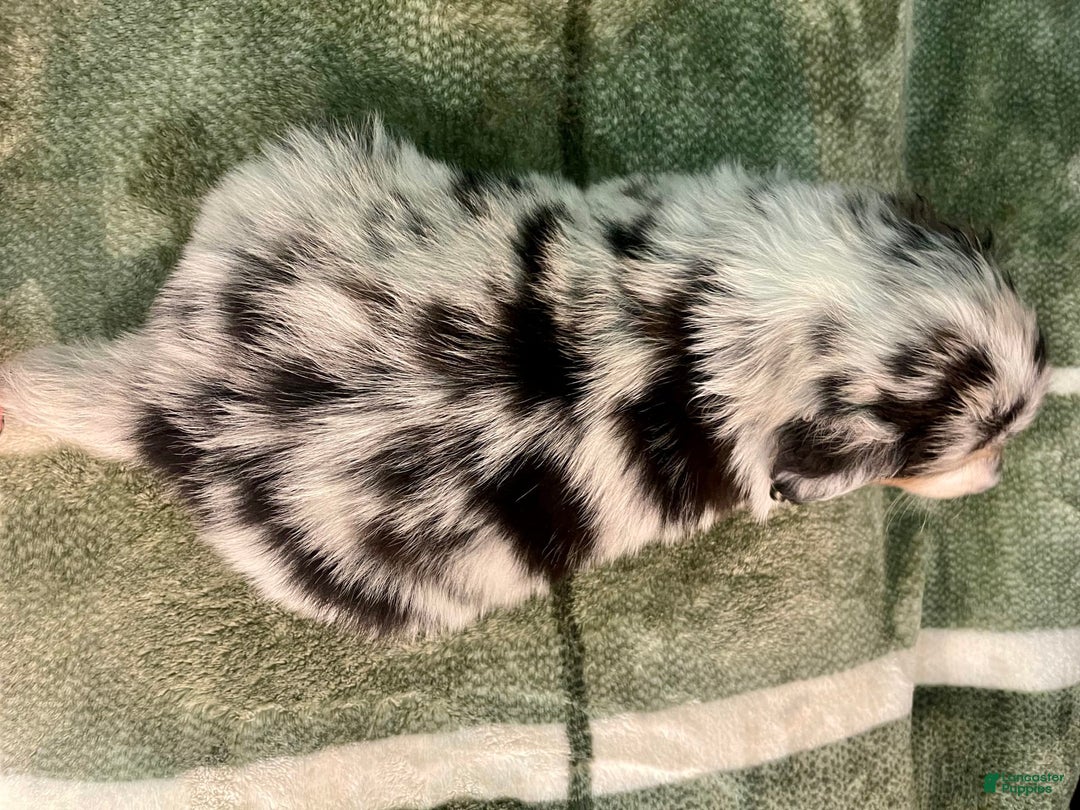 Australian Shepherd dogs for sale: Coral - Image 3