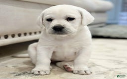 Labrador Retriever dogs for sale: Olivia - Image 2
