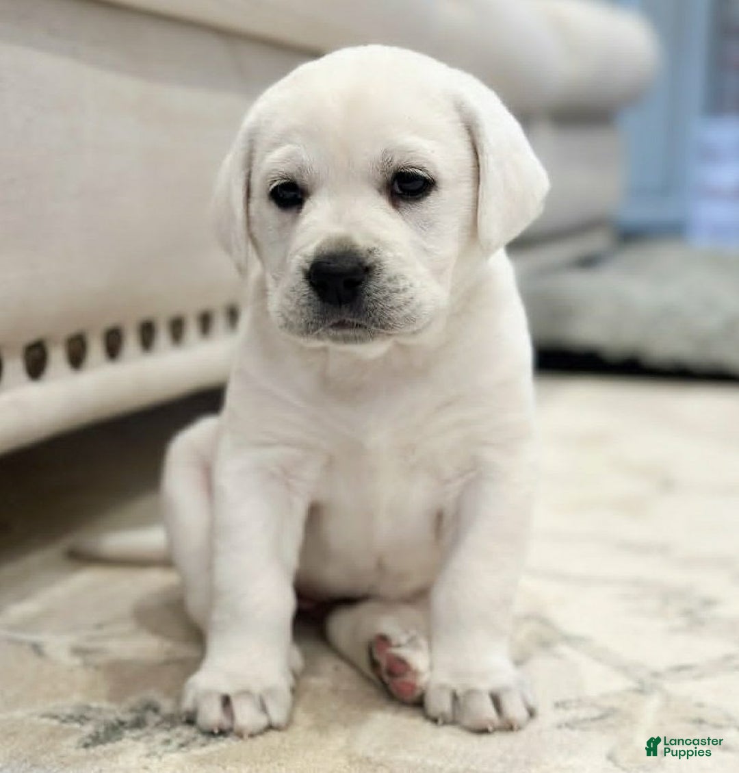 Labrador Retriever dogs for sale: Olivia - Image 2