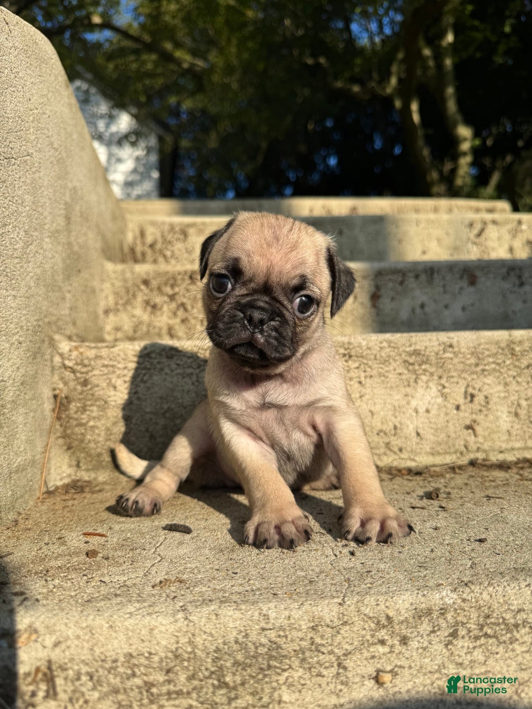 Pug dogs for sale: Bruno - Image 2