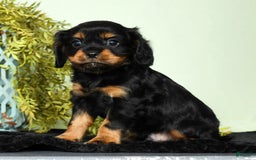 Cavalier King Charles Spaniel dogs for sale: Cooper - Image 6