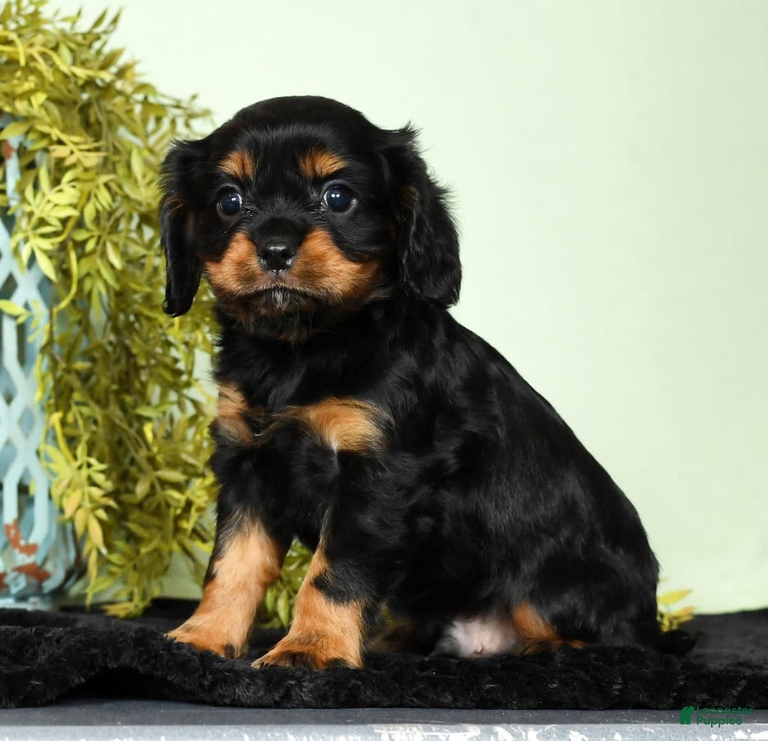 Cavalier King Charles Spaniel dogs for sale: Cooper - Image 6