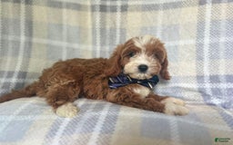 Cavapoo dogs for sale: Spike - Image 8