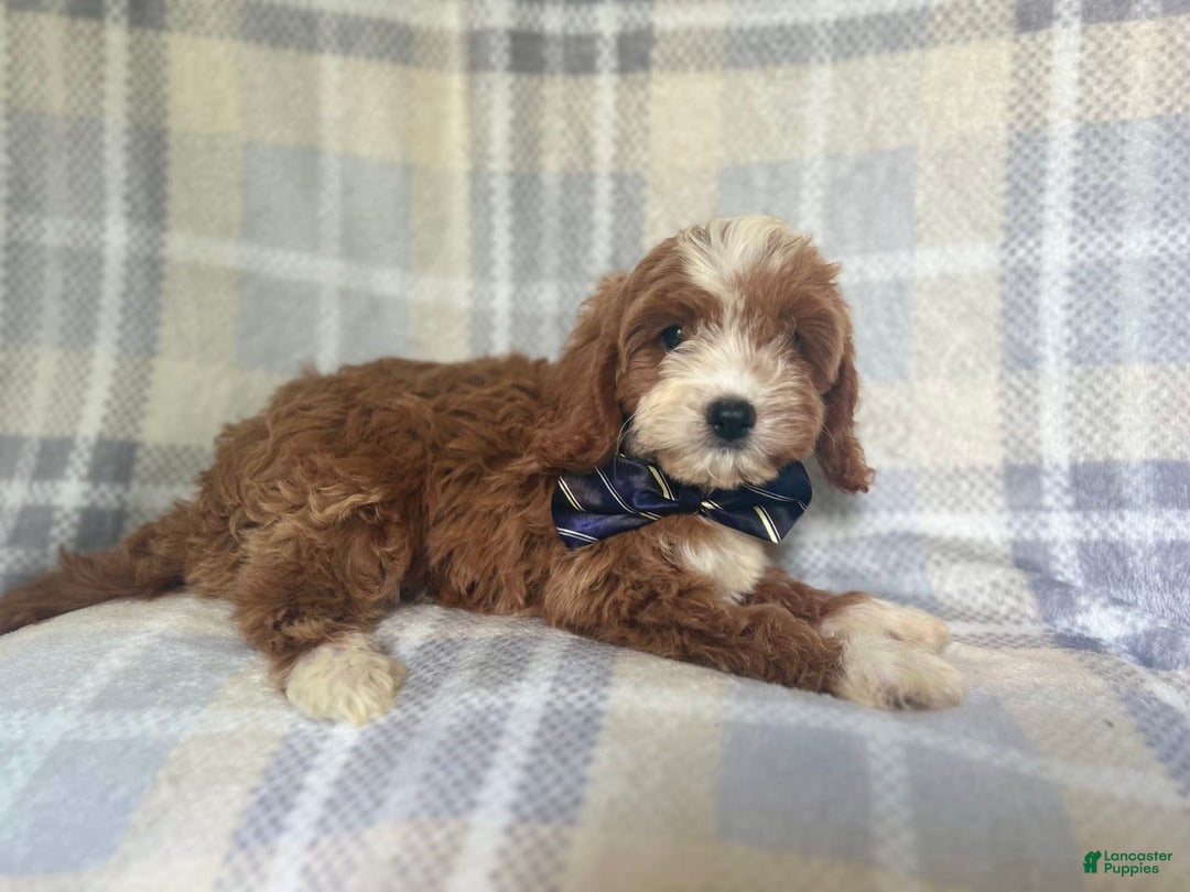 Cavapoo dogs for sale: Spike - Image 8