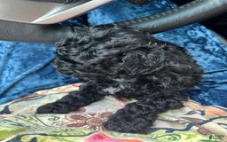 Miniature Poodle dogs for sale: Sonic - Image 19