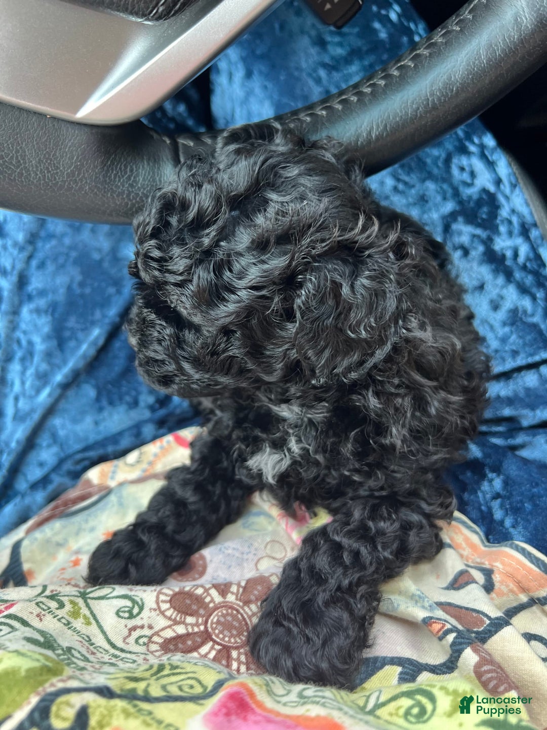 Miniature Poodle dogs for sale: Sonic - Image 19