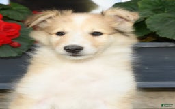 Collie dogs for sale: Penny - Image 5