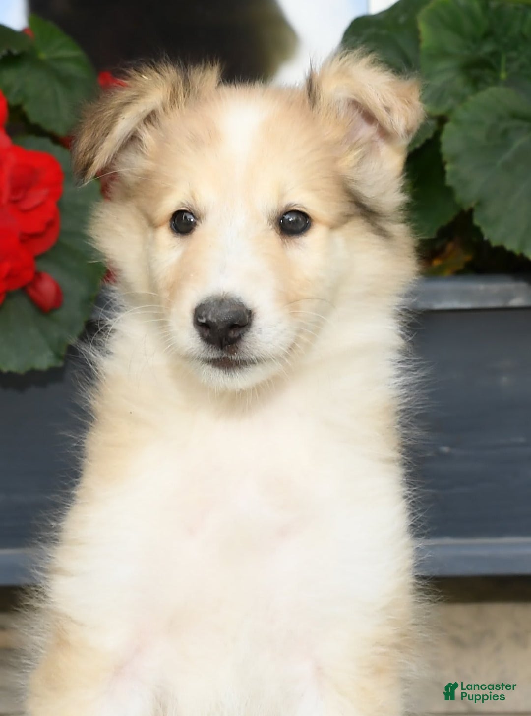 Collie dogs for sale: Penny - Image 5