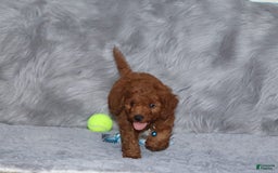Mini Goldendoodle dogs for sale: Clint - Image 12