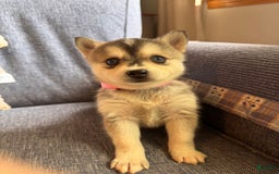 Alaskan Klee Kai dogs for sale: Blue Kiya - Image 2