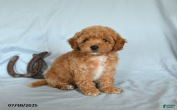 Shihpoo dogs for sale: Shih-Poo 6 puppies - Image 4