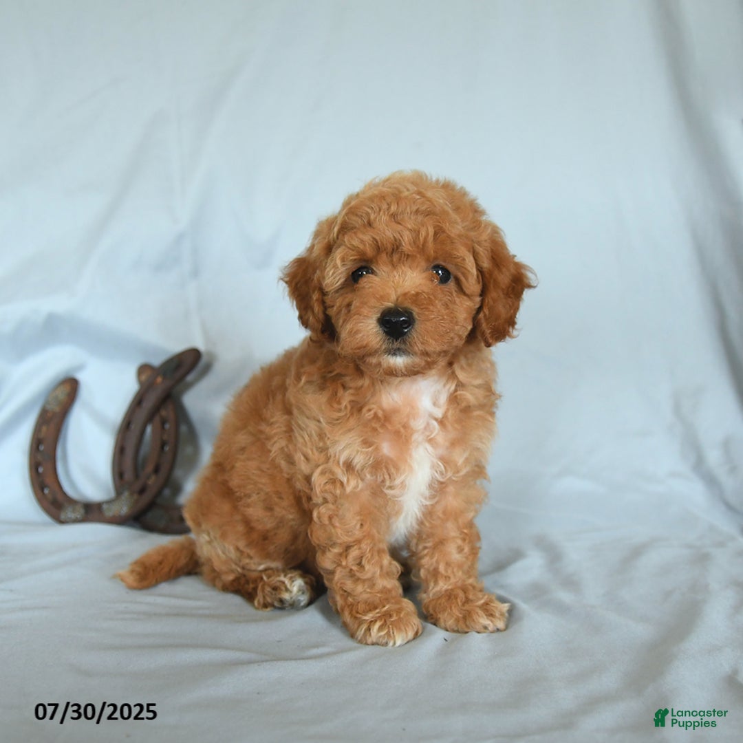 Shihpoo dogs for sale: Shih-Poo 6 puppies - Image 4