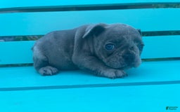 French Bulldog dogs for sale: Luna - Image 48