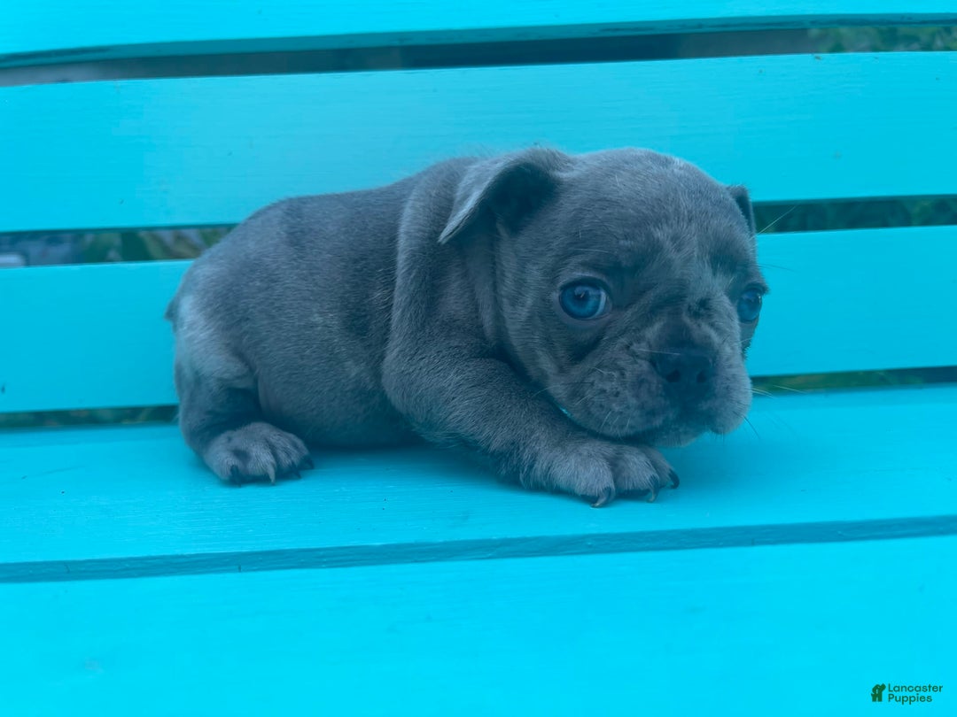 French Bulldog dogs for sale: Luna - Image 48