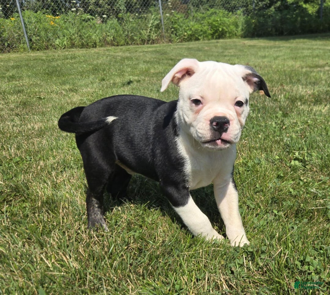 Olde English Bulldogge dogs for sale: Roger - Image 12