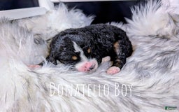 Mini Bernedoodle dogs for sale: Donatello - Image 3
