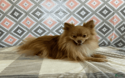 Pomeranian dogs for sale: Bouncer - Image 5