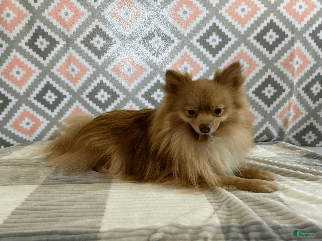 Pomeranian dogs for sale: Bouncer - Image 5