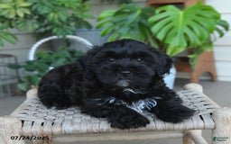 Shihpoo dogs for sale: Caleb - Image 9