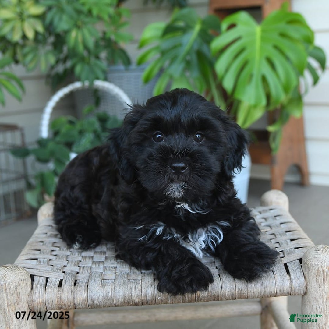 Shihpoo dogs for sale: Caleb - Image 9