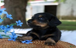 Miniature Dachshund dogs for sale: Sammy - Image 2