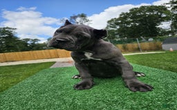 Cane Corso dogs for sale: Mila - Image 8