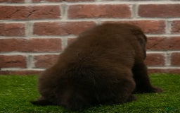 Newfoundland dogs for sale: Winnie - Image 5