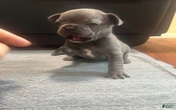 French Bulldog dogs for sale: Starbucks - Image 4
