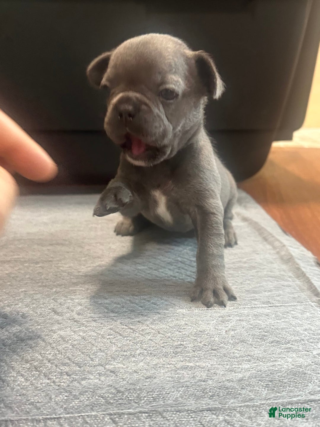 French Bulldog dogs for sale: Starbucks - Image 4