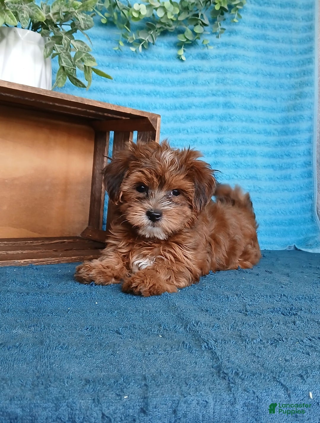 Havanese dogs for sale: Brooke - Image 4