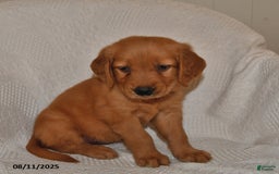 Golden Retriever dogs for sale: Golden Retriever 11 puppies - Image 32