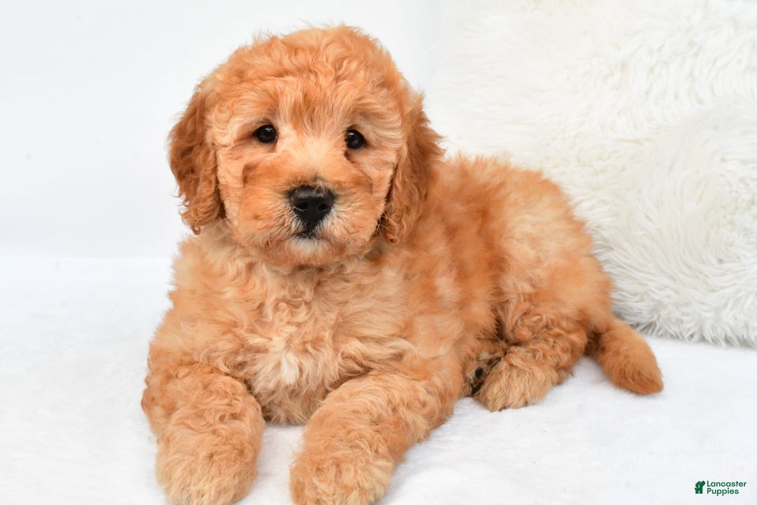 Mini Goldendoodle dogs for sale: Theo - Image 6