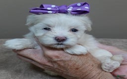 Maltese dogs for sale: Brooklyn - Image 7
