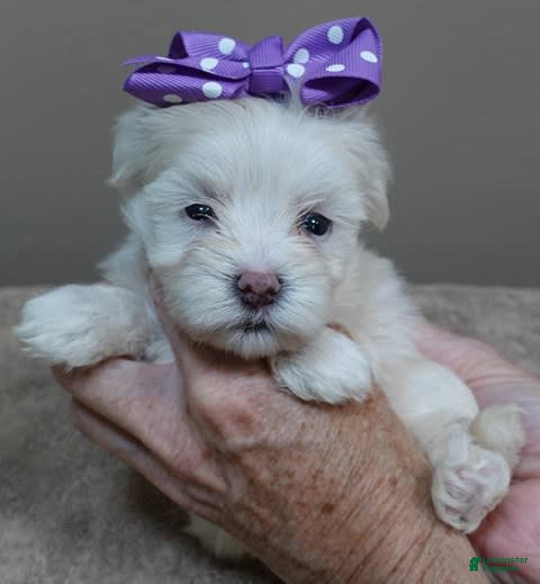 Maltese dogs for sale: Brooklyn - Image 7