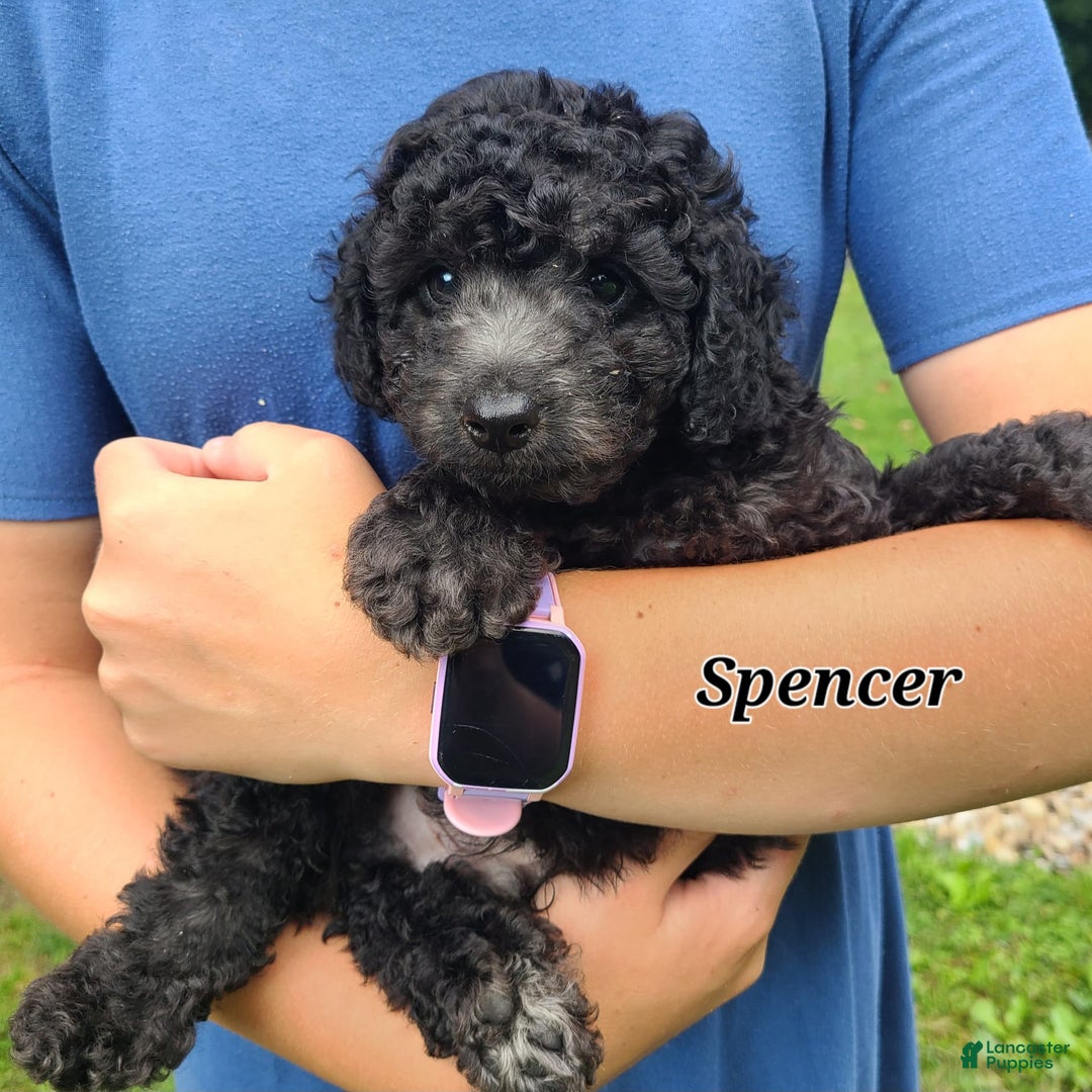 Bichpoo dogs for sale: Spencer - Image 4