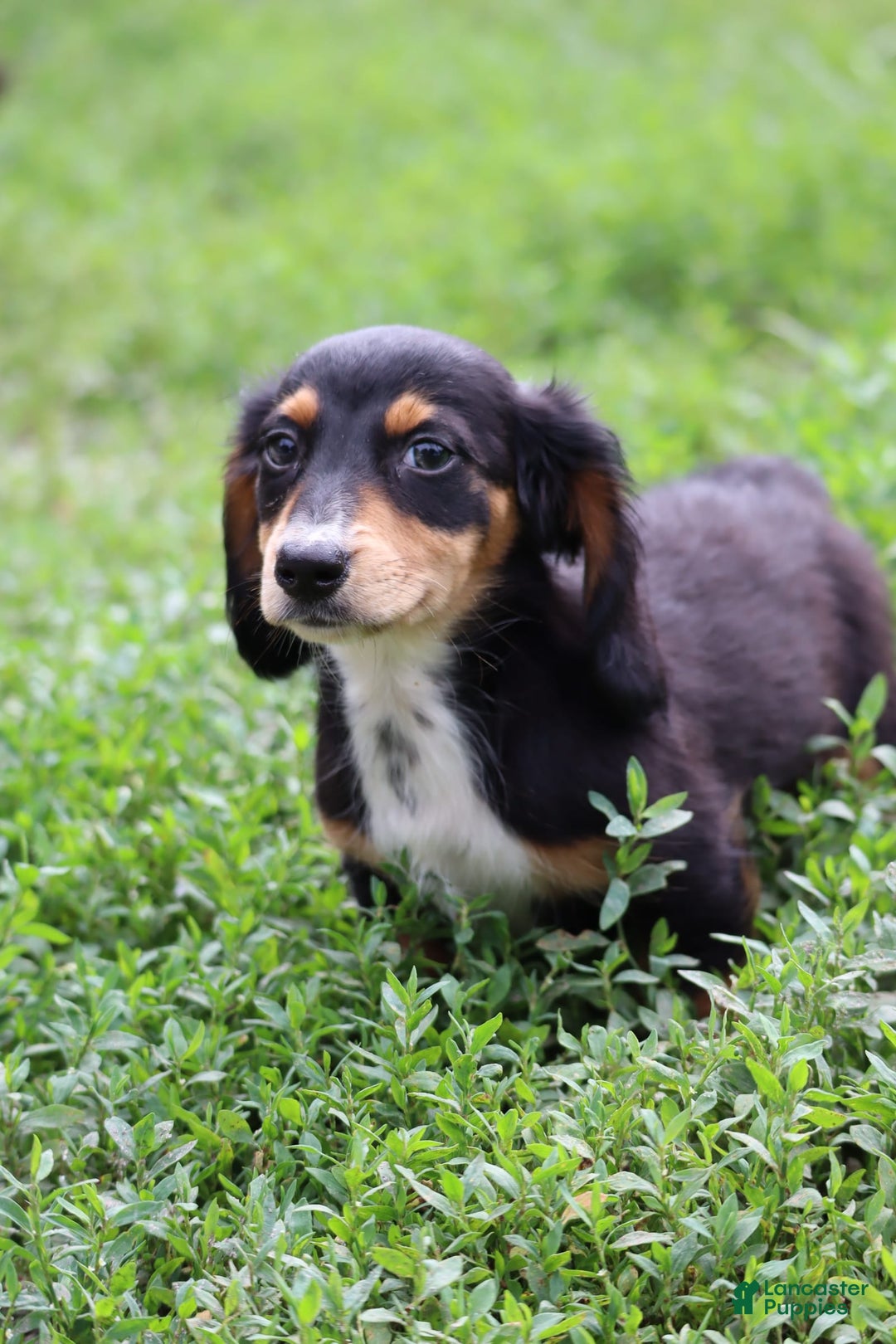 Miniature Dachshund dogs for sale: Duke - Image 8