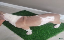 American Bully dogs for sale: Puzzle Piece - Image 9