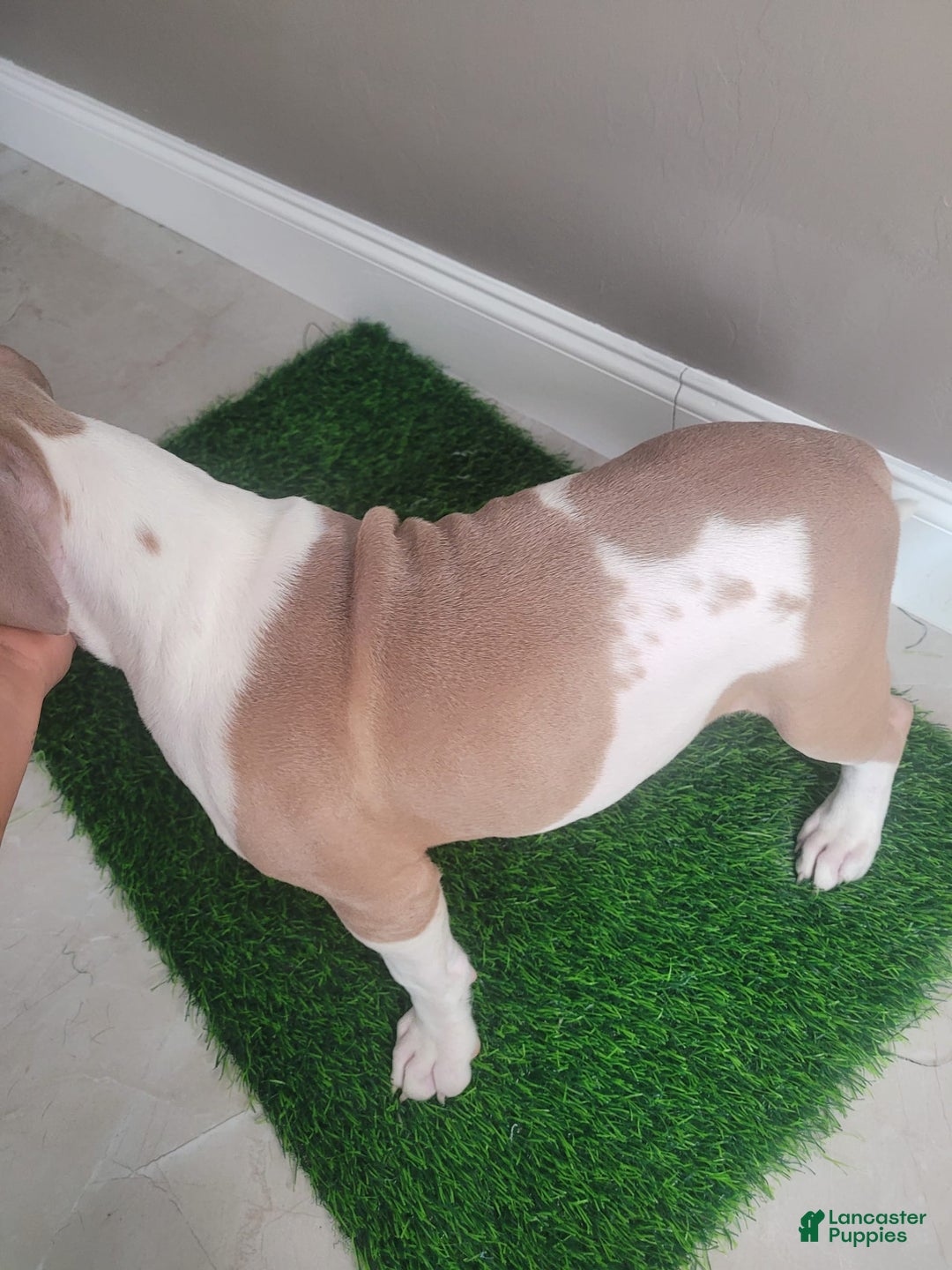 American Bully dogs for sale: Puzzle Piece - Image 9