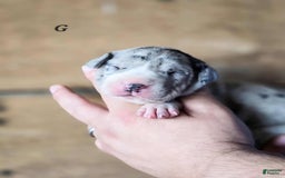 Great Dane dogs for sale: Lily - Image 3