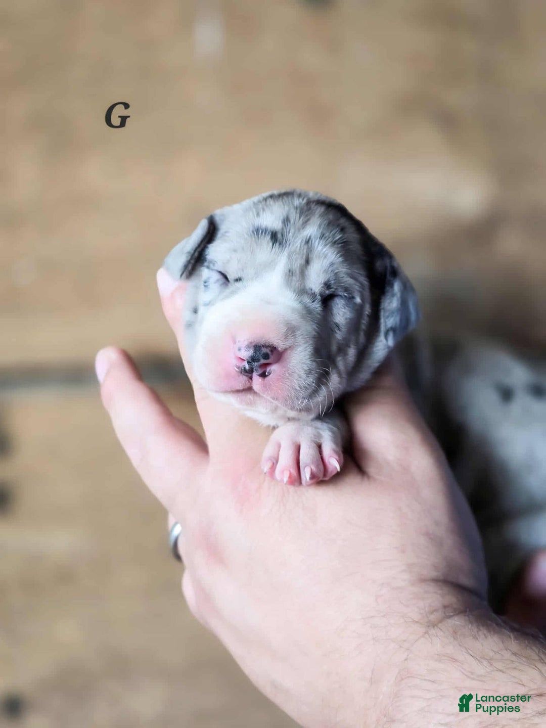 Great Dane dogs for sale: Lily - Image 3