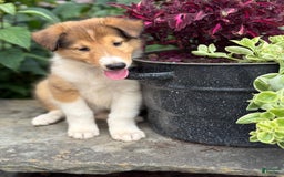 Collie dogs for sale: Aslan - Image 10