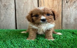 Cavapoo dogs for sale: Taylor - Image 5