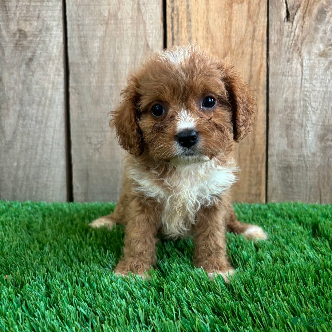 Cavapoo dogs for sale: Taylor - Image 5