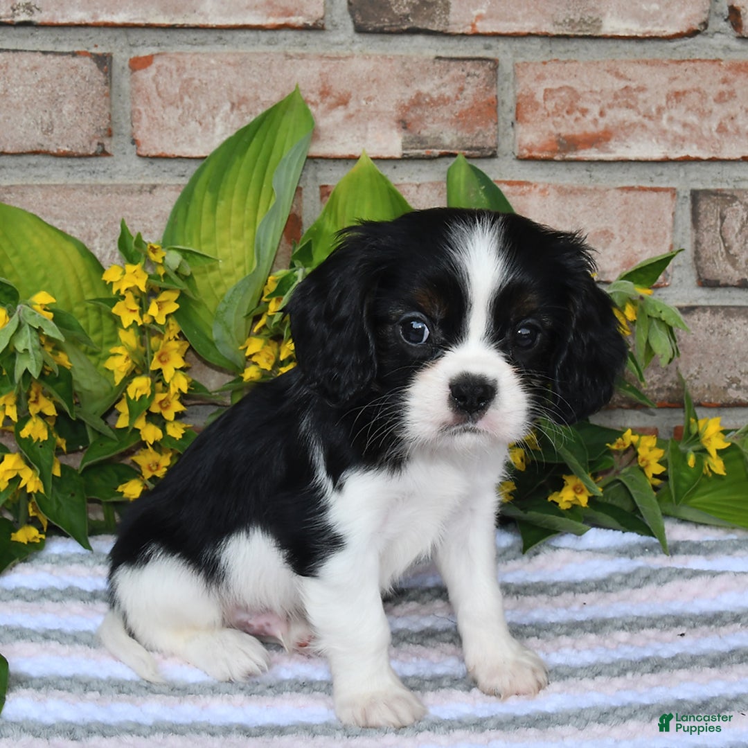 Cavalier King Charles Spaniel dogs for sale: Dasher - Image 10