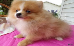 Pomeranian dogs for sale: Sampson - Image 4