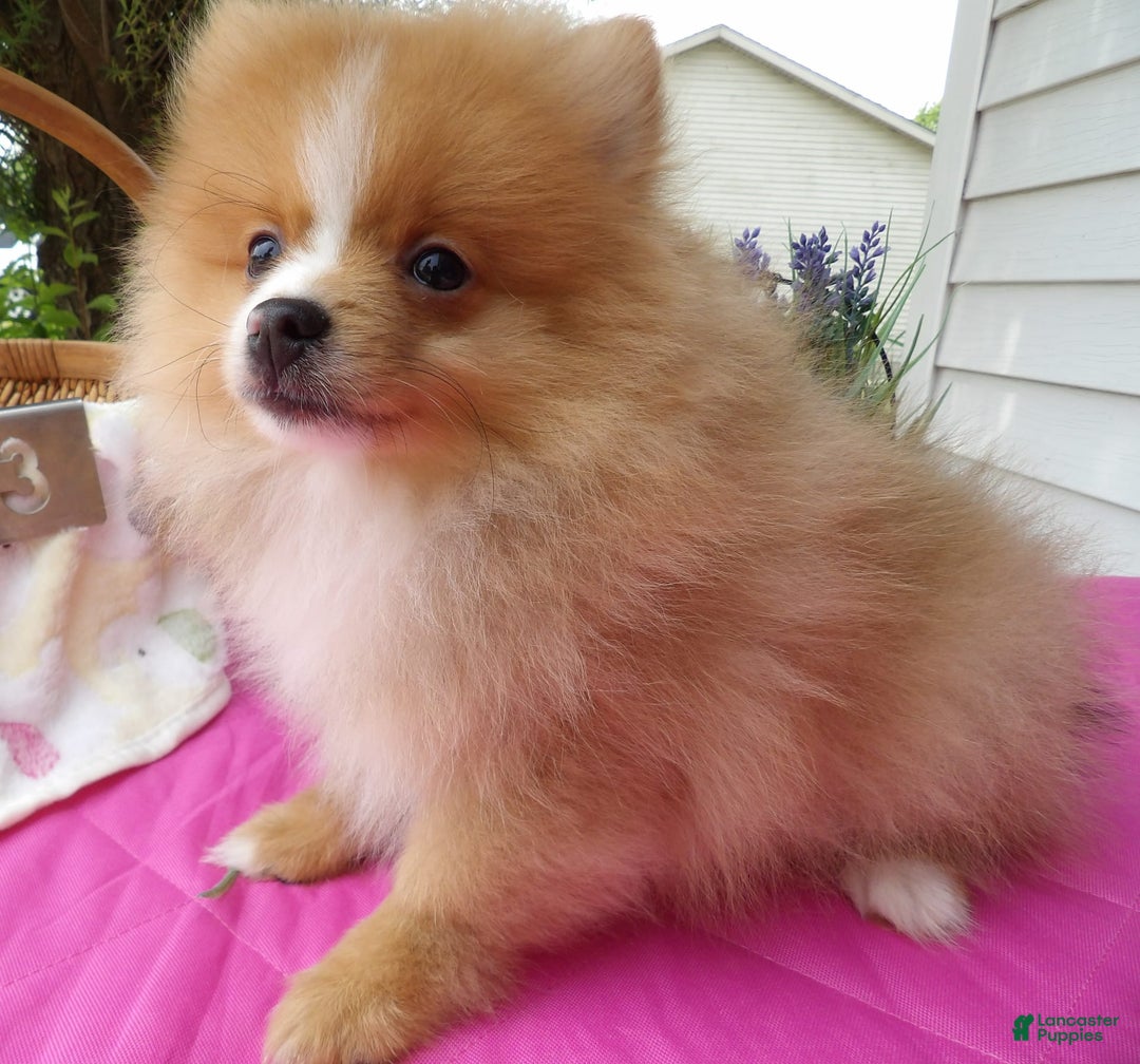 Pomeranian dogs for sale: Sampson - Image 4
