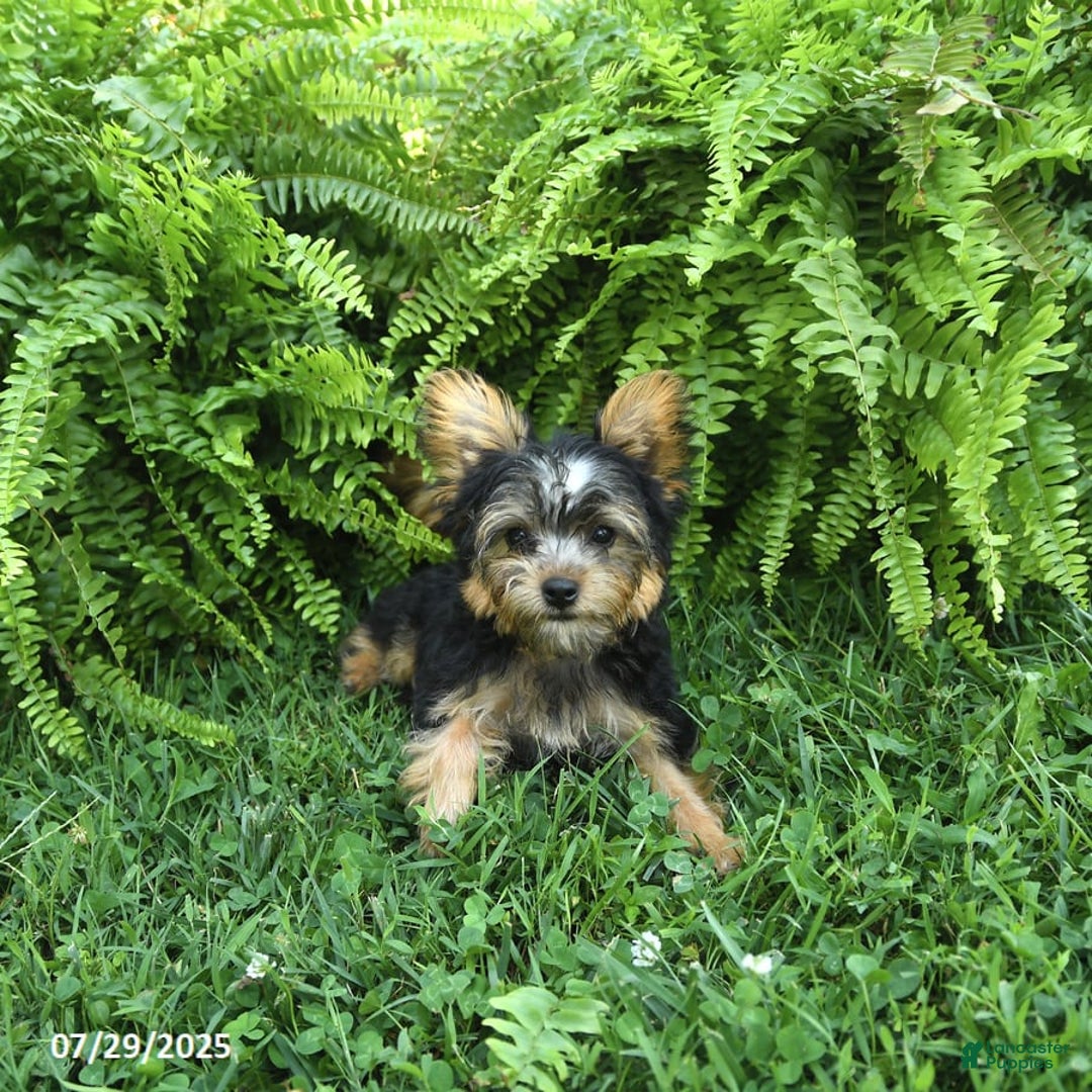 Yorkiepoo dogs for sale: Mickey - Image 3