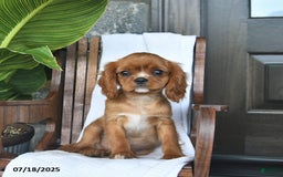 Cavalier King Charles Spaniel dogs for sale: Starlight - Image 6