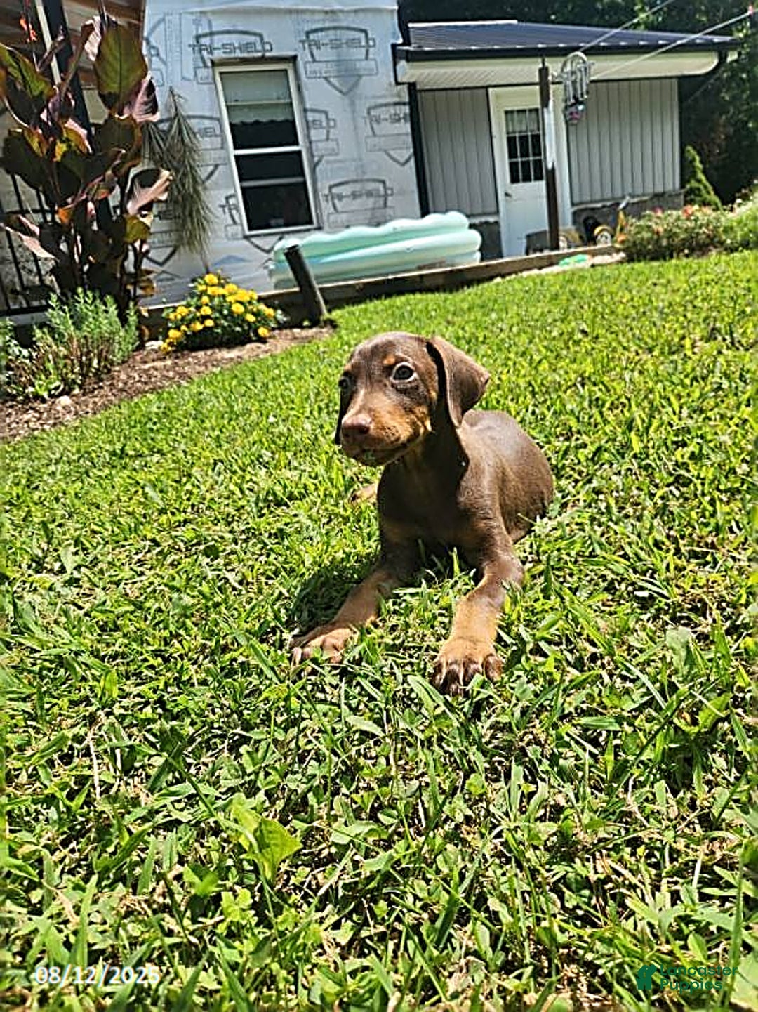 Doberman Pinscher dogs for sale: Daisy - Image 5