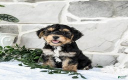 Yochon dogs for sale: Tristin - Image 4